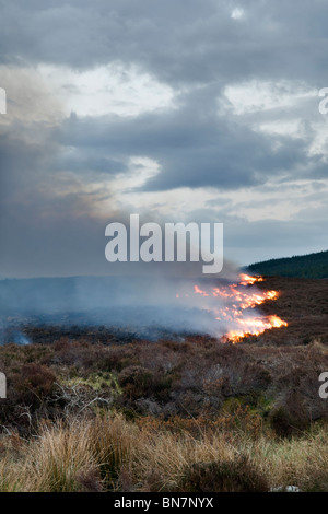 Hill-Brände auf Hügeln in der Nähe von A836 zwischen Lairg und Bonar Bridge in Schottland in der Abenddämmerung mit brennenden Heidekraut und Pinsel genommen Stockfoto