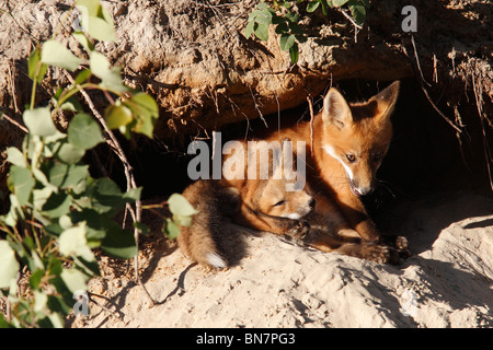 Rotfuchs (Vulpes Vulpes) Kits spielen in der Nähe von Den Stockfoto