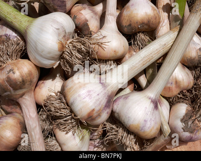 Knoblauch Zwiebeln, vor kurzem geerntet. Stockfoto