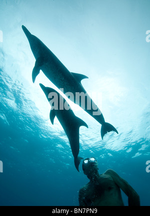 Silhouetten von Atlantic Delfin (Stenella Frontalis) mit Schnorchler entdeckt, als sie knapp unter der Oberfläche des Ozeans spielen Stockfoto