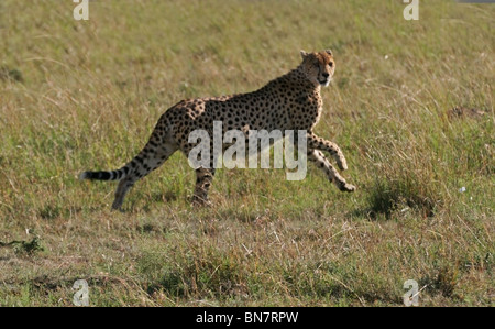 Gepard läuft in der offenen Savanne der Masai Mara National Reserve, Kenia, Ostafrika Stockfoto