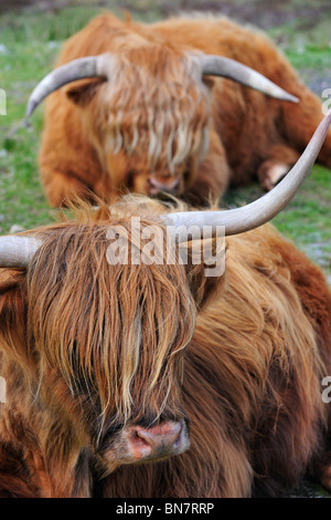 Highland Kühe (Bos Taurus) auf der Isle Of Skye, Schottland, UK Stockfoto