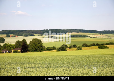 Sommer Im Deister - Felder Sommer in Deutschland Stockfoto