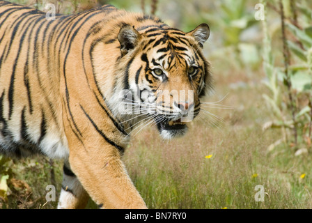 Männliche Sumatra-Tiger-Panthera Tigris sumatrae Stockfoto