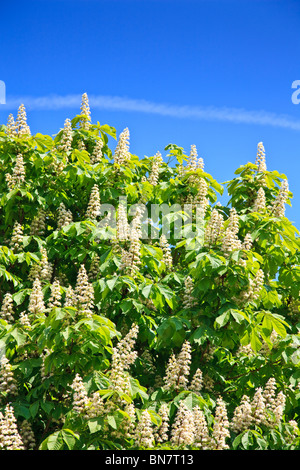 Rosskastanie Baum mit hellgrünen Blätter, Blüte Kerzen mit tiefblauen Himmel Stockfoto