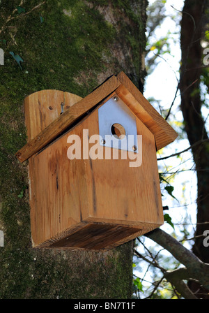 ein Nistkasten für kleine Vögel auf der Seite ein Baum im Wald, uk Stockfoto