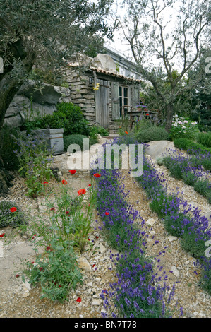 Die Schaffung des ein Garten der Provence Lavendel Stockfoto