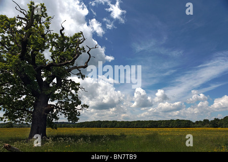 Grünland-Park mit hellen gelben Hahnenfuß giftig für Pflanzenfresser alten Eiche Bäume blauer Himmel weiße Wolke Sommer Stockfoto