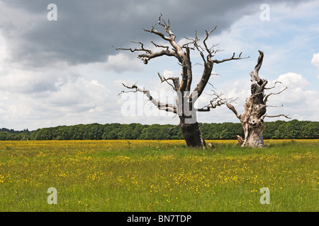 Grünland-Park mit hellen gelben Hahnenfuß giftig für Pflanzenfresser alten Eiche Bäume blauer Himmel weiße Wolke Sommer Stockfoto