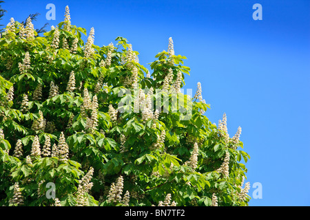 Rosskastanie Baum mit hellgrünen Blätter, Blüte Kerzen mit tiefblauen Himmel Stockfoto