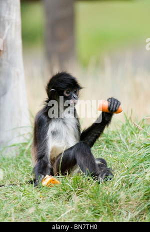 Weibliche mexikanischen schwarz-handed Klammeraffe Ateles Geoffroyi Vellerosus Essen eine Karotte Stockfoto