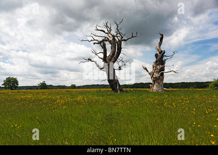 Grünland-Park mit hellen gelben Hahnenfuß giftig für Pflanzenfresser alten Eiche Bäume blauer Himmel weiße Wolke Sommer Stockfoto