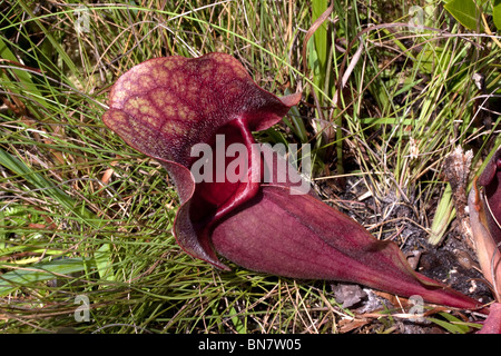 Fleischfressende Burk Schlauchpflanze Sarracenia Rosea Florida USA Stockfoto