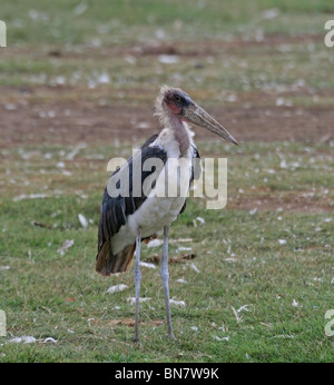 Marabou Storch stehend in Lake Nakuru National Reserve, Kenia, Afrika Stockfoto