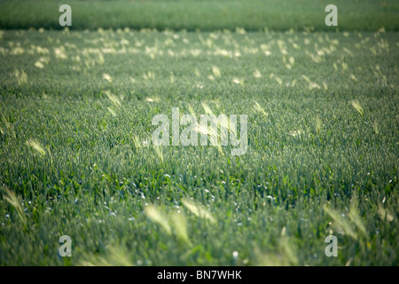 Sommer Im Deister - Felder Sommer in Deutschland Stockfoto