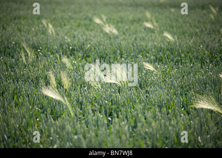 Sommer Im Deister - Felder Sommer in Deutschland Stockfoto