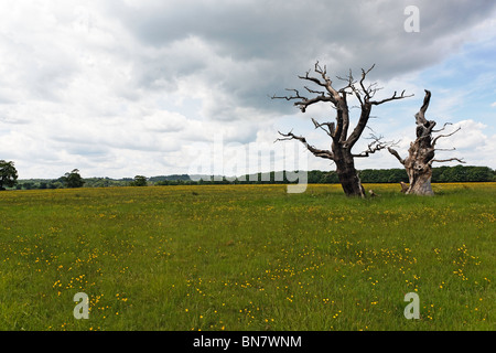 Grünland-Park mit hellen gelben Hahnenfuß giftig für Pflanzenfresser alten Eiche Bäume blauer Himmel weiße Wolke Sommer Stockfoto