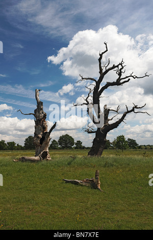 Grünland-Park mit hellen gelben Hahnenfuß giftig für Pflanzenfresser alten Eiche Bäume blauer Himmel weiße Wolke Sommer Stockfoto