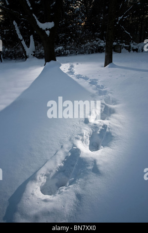 Fußabdruck Spuren im tiefen Schnee, Pennsylvania, USA Stockfoto