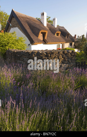 Elk190-2430v Ungarn, Plattensee, Tihany, Dorfhaus mit Lavendel Stockfoto