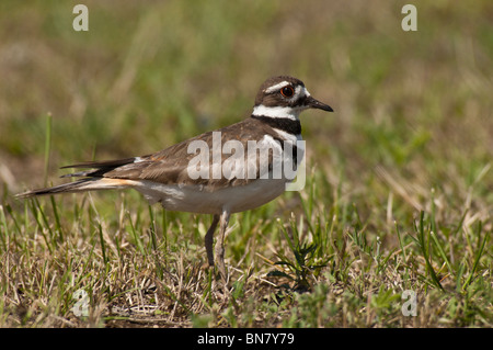 Killdeer, Charadrius Vociferus, Cocolalla, Idaho, USA Stockfoto
