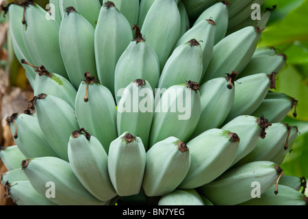 Bananen 'Blue Java' reifen auf Pflanzen. Stockfoto