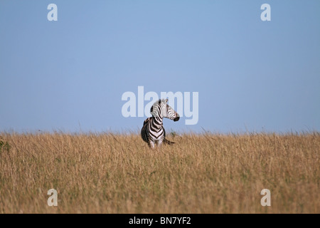 Ebenen Zebra Porträtaufnahme. Foto von Masai Mara National Reserve, Kenia, Ostafrika Stockfoto