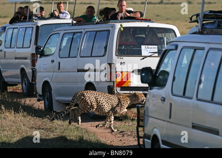 Gepard läuft zwischen Safari-Fahrzeugen in Masai Mara National Reserve, Kenia, Ostafrika Stockfoto