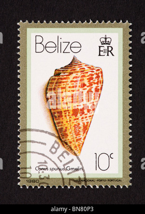 Briefmarke aus Belize Darstellung einer Muschel (Conus Spurius) Stockfoto