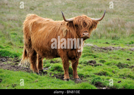 Highland Kuh (Bos Taurus) auf der Isle Of Skye, Schottland, UK Stockfoto