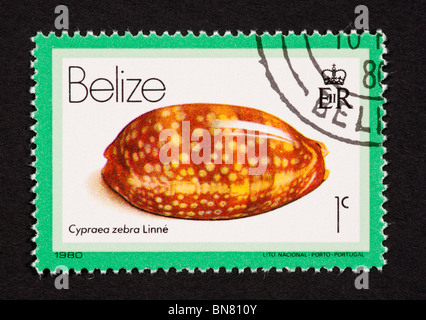 Briefmarke aus Belize Darstellung einer Muschel (Cypaea Zebra). Stockfoto