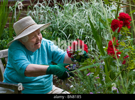 Gerne ältere Dame beschneiden Rosen in ihrem grünen Haus Garten Stockfoto