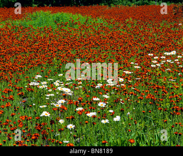 Douglas County, WI Oxeye Margeriten (Chrysanthemum Leucanthemum) in einem Feld von Orange Habichtskraut (Habichtskräuter Auranticum) Stockfoto