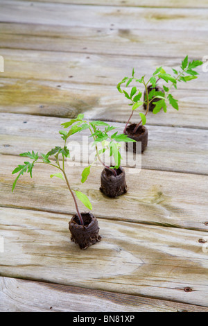 Junge Tomatenpflanzen wachsen aus Torf Schoten sind bereit für die Bepflanzung Stockfoto