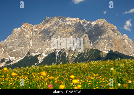 Blühende Bergwiesen am Fuße des Wettersteingebirge mit Mt. Zugspitze, Ehrwald, Tirol, Österreich Stockfoto