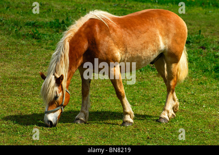 Haflinger-Pferd (Equus Caballus), Mare auf einer Wiese Stockfoto