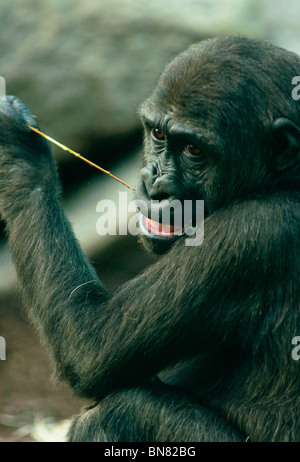 Junge Flachlandgorilla Kauen der Blätter an einem Ast. Stockfoto