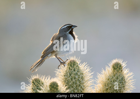 Black-throated Sparrow gehockt Cholla Cactus Stockfoto