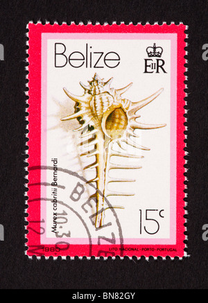 Briefmarke aus Belize Darstellung einer Muschel (Murex Cabritii). Stockfoto