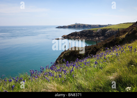 Blick über Meer zum Leuchtturm von Point Lynas (Trwyn Eilian) mit Glockenblumen im Frühjahr. Llaneilian, Isle of Anglesey, North Wales, UK Stockfoto