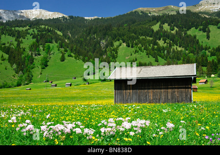 Scheune auf einer Bergwiese nahe dem Dorf von Laehn, Tiroler Zugspitz Arena, Tirol, Österreich Stockfoto