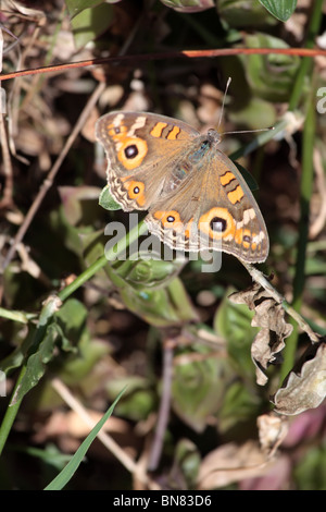 Sonnen-Schmetterling Stockfoto
