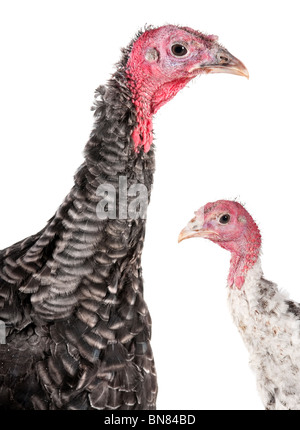 Zwei junge Türkei Kopf Closeup Aufnahme im studio Stockfoto