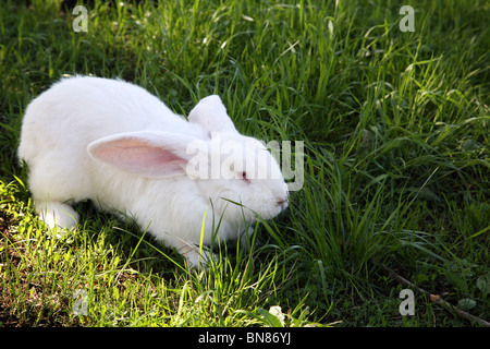 Große weiße Kaninchen Stockfoto
