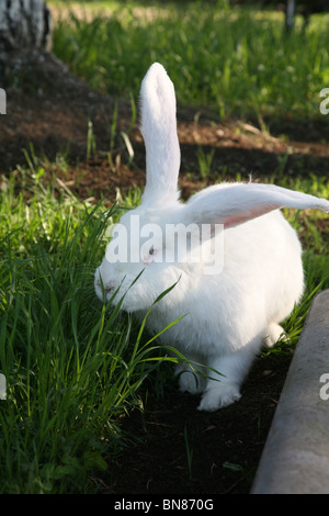 Große weiße Kaninchen Stockfoto