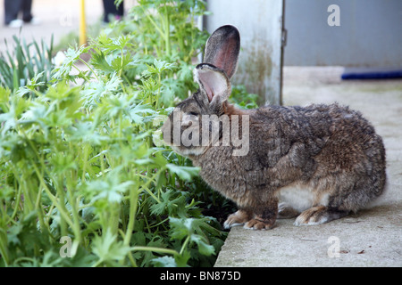 Große graue Kaninchen, Stockfoto