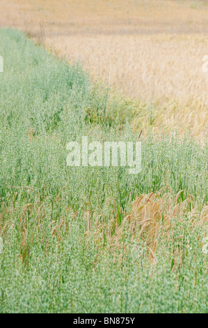 Avena Sativa. Unreife Hafer Getreide bepflanzt Neben einem Gerste Erntegut in der englischen Landschaft. Stockfoto