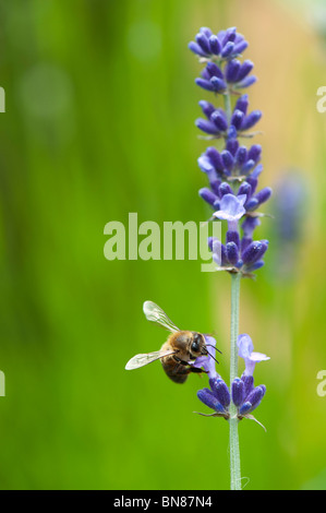 Honigbiene, die Fütterung auf Lavendel Stockfoto