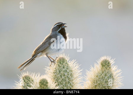 Black-throated Spatz singen auf Cholla Cactus Stockfoto