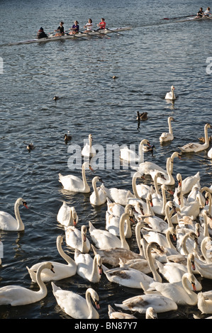 Schwäne und Reife Cynets Gedränge rund um den Kai, wo Passanten Brot zu werfen sind.  Ruderboote im Hintergrund. Stockfoto